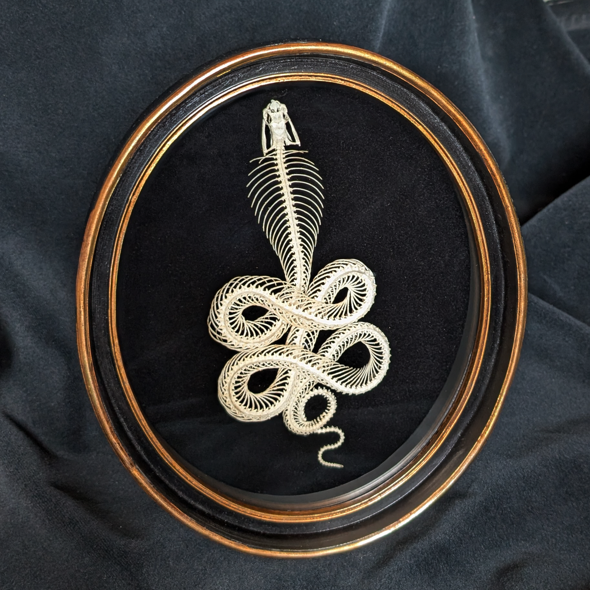 Real Viper Skeleton in Oval Frame