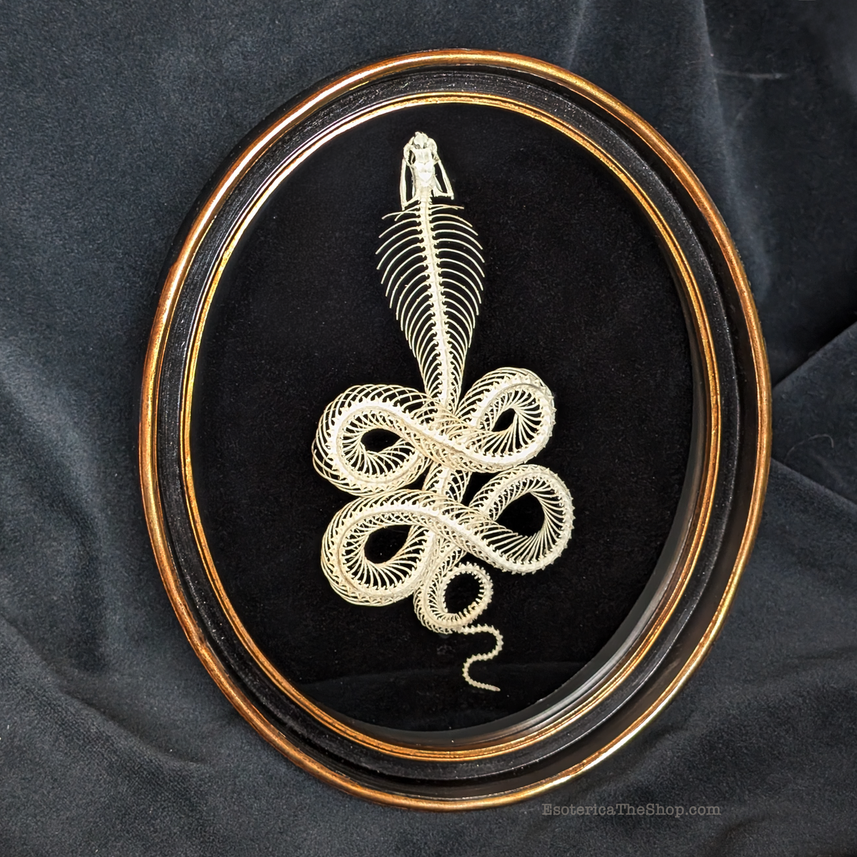 Real Viper Skeleton in Oval Frame
