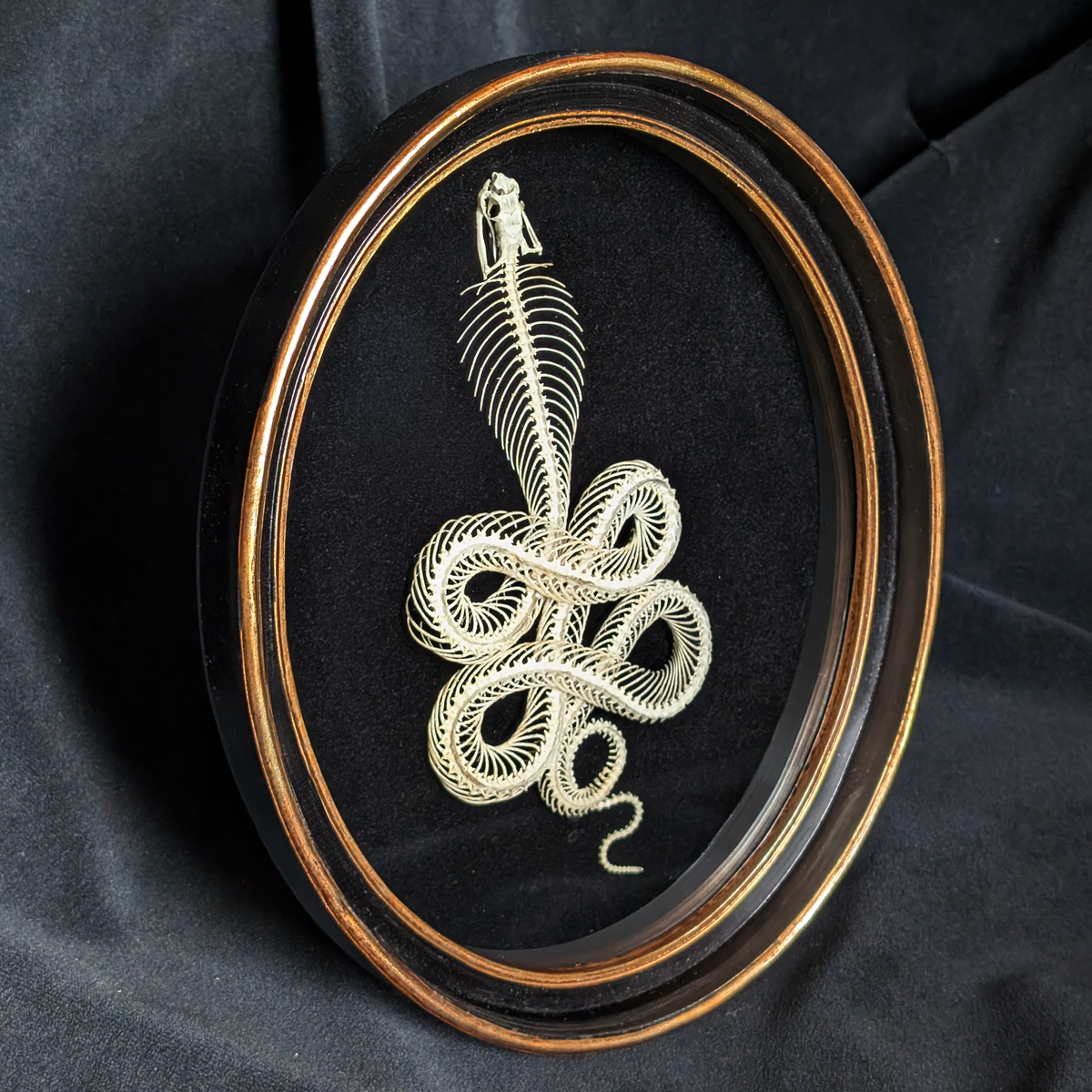 Real Viper Skeleton in Oval Frame