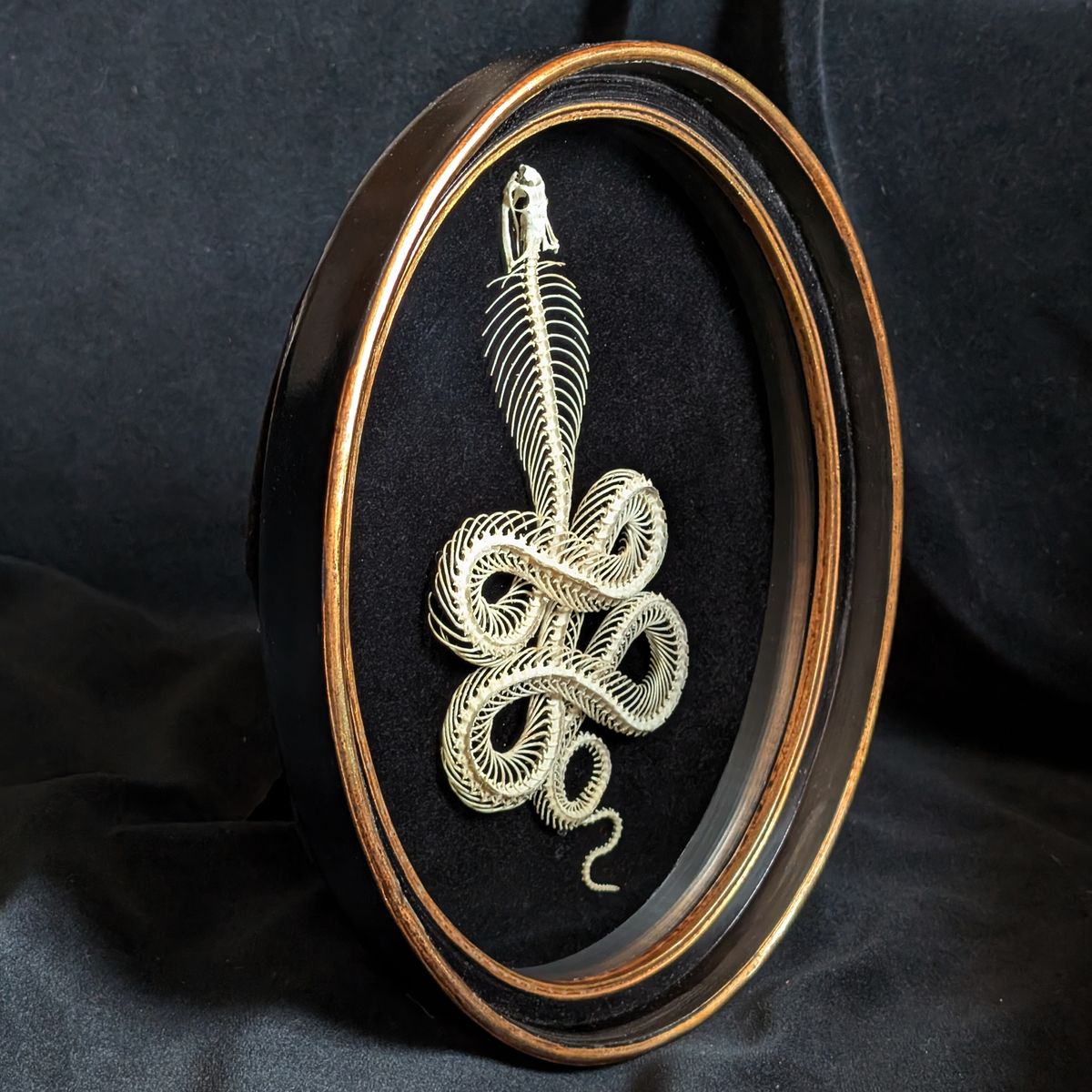 Real Viper Skeleton in Oval Frame