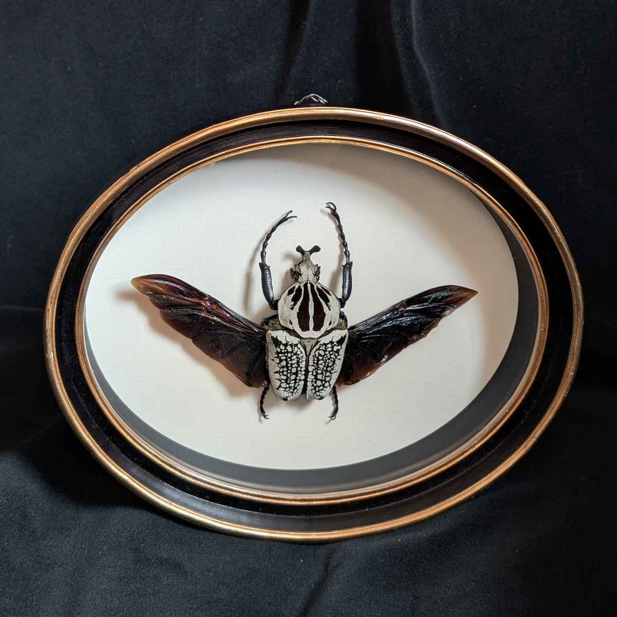 Goliath Beetle in Oval Frame