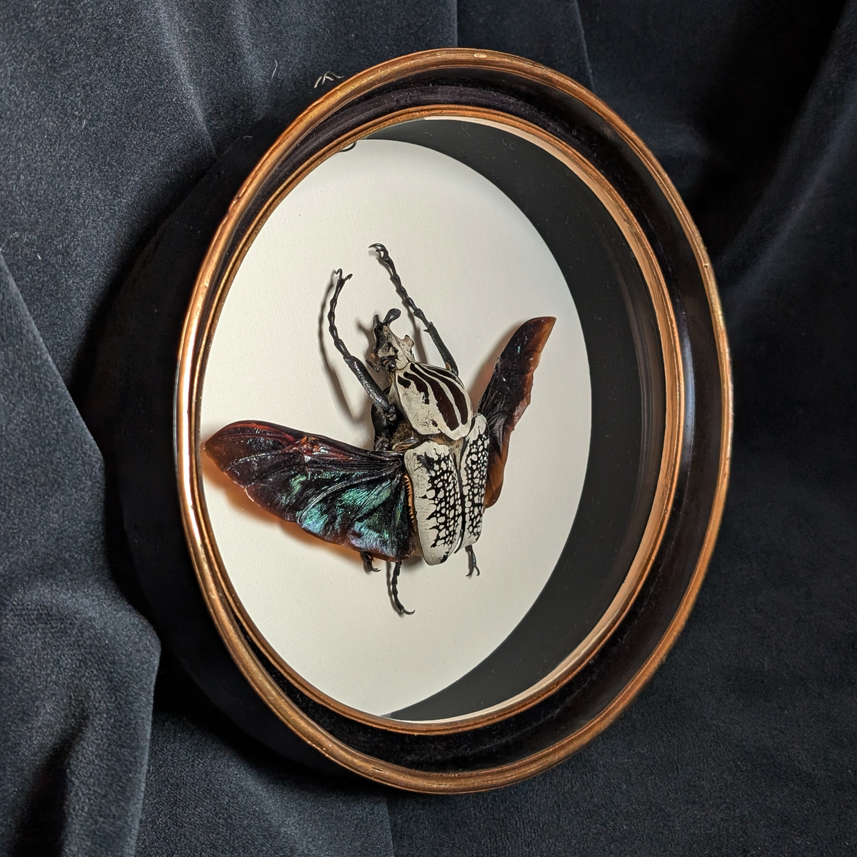 Goliath Beetle in Oval Frame