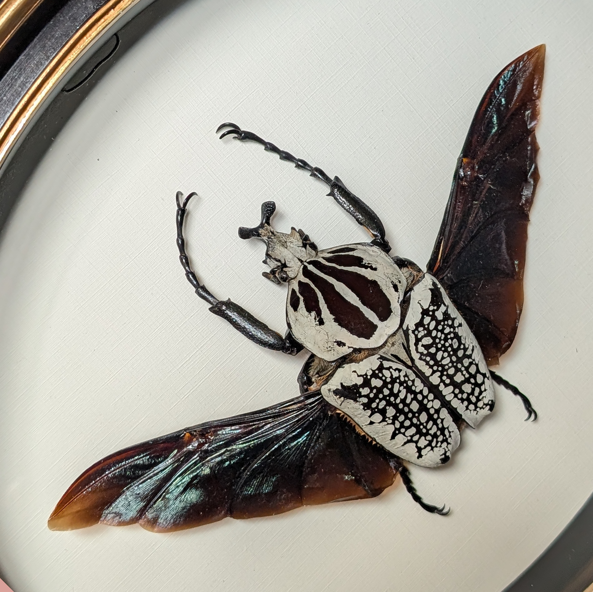 Goliath Beetle in Oval Frame
