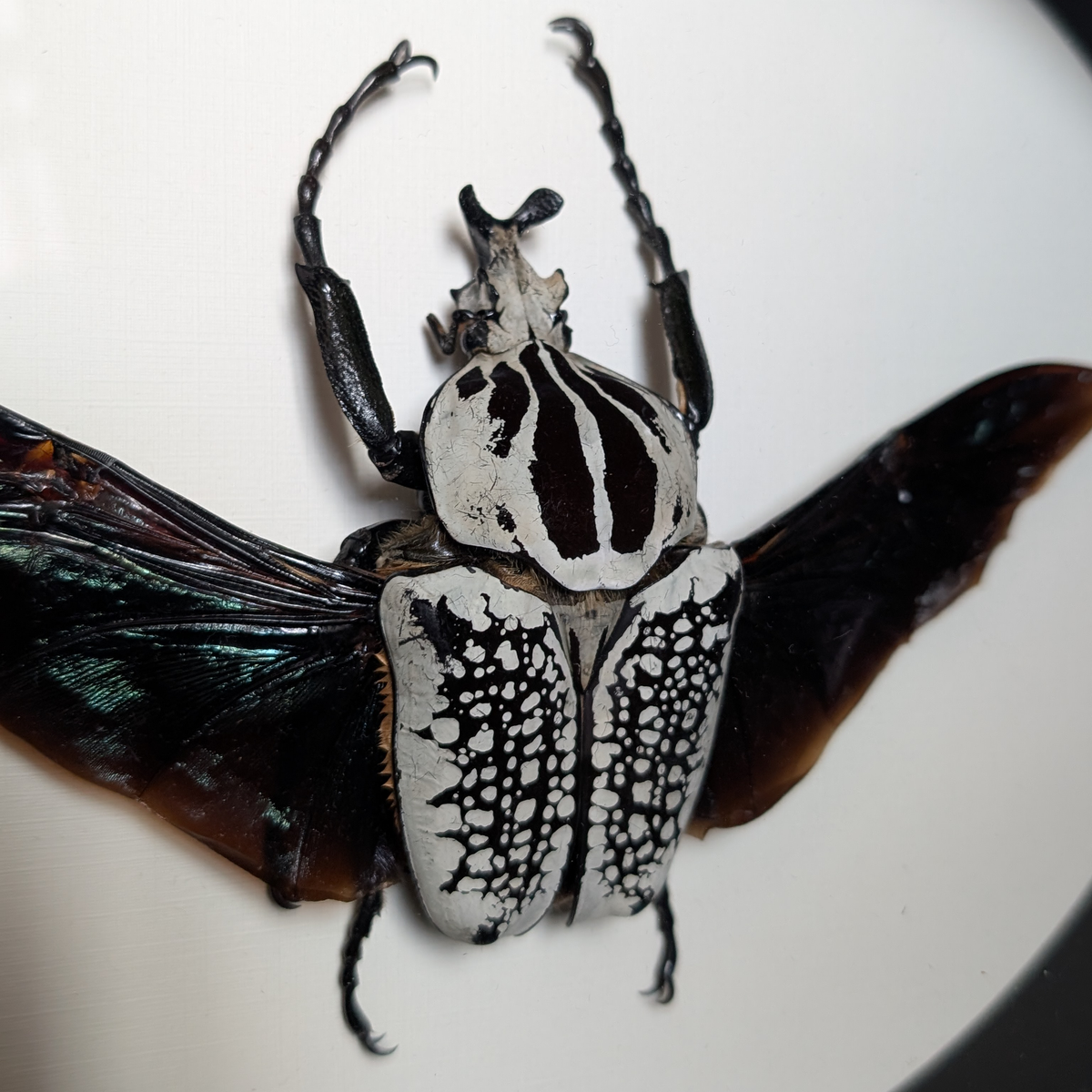 Goliath Beetle in Oval Frame