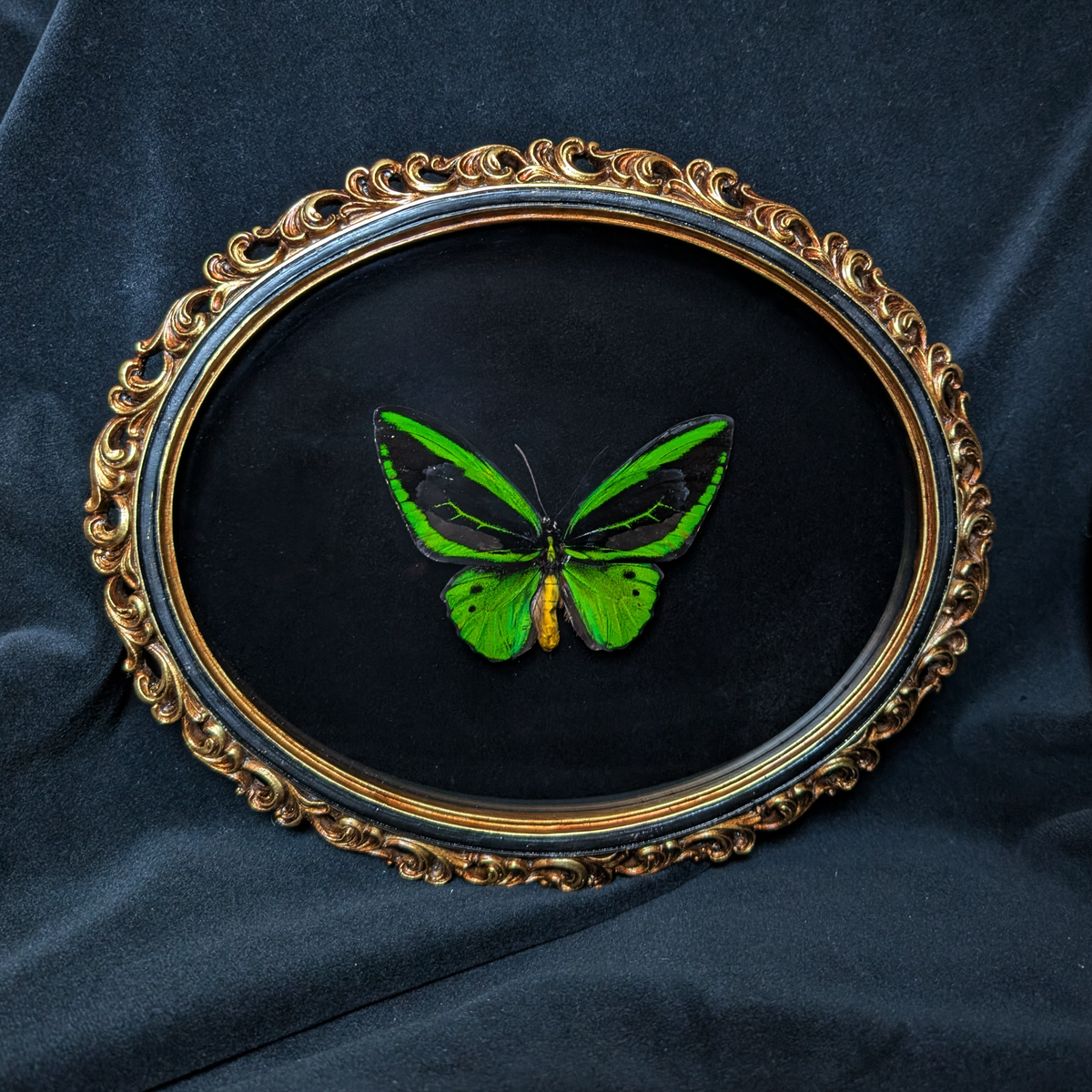 Ornithoptera Priamus in Ornate frame