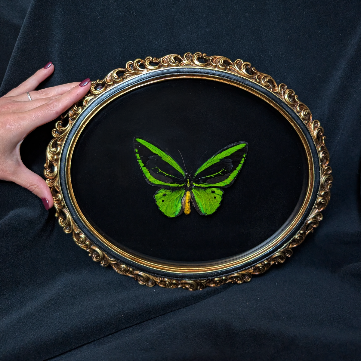 Ornithoptera Priamus in Ornate frame