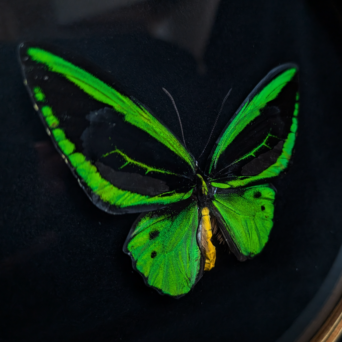 Ornithoptera Priamus in Ornate frame