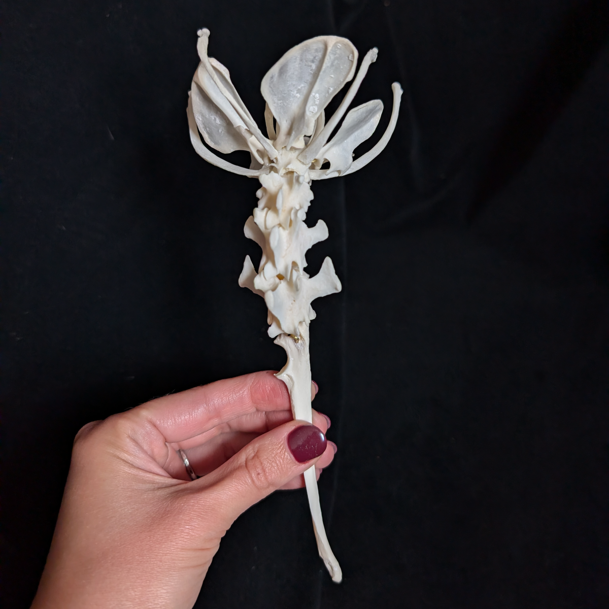 Real Bone Flower
