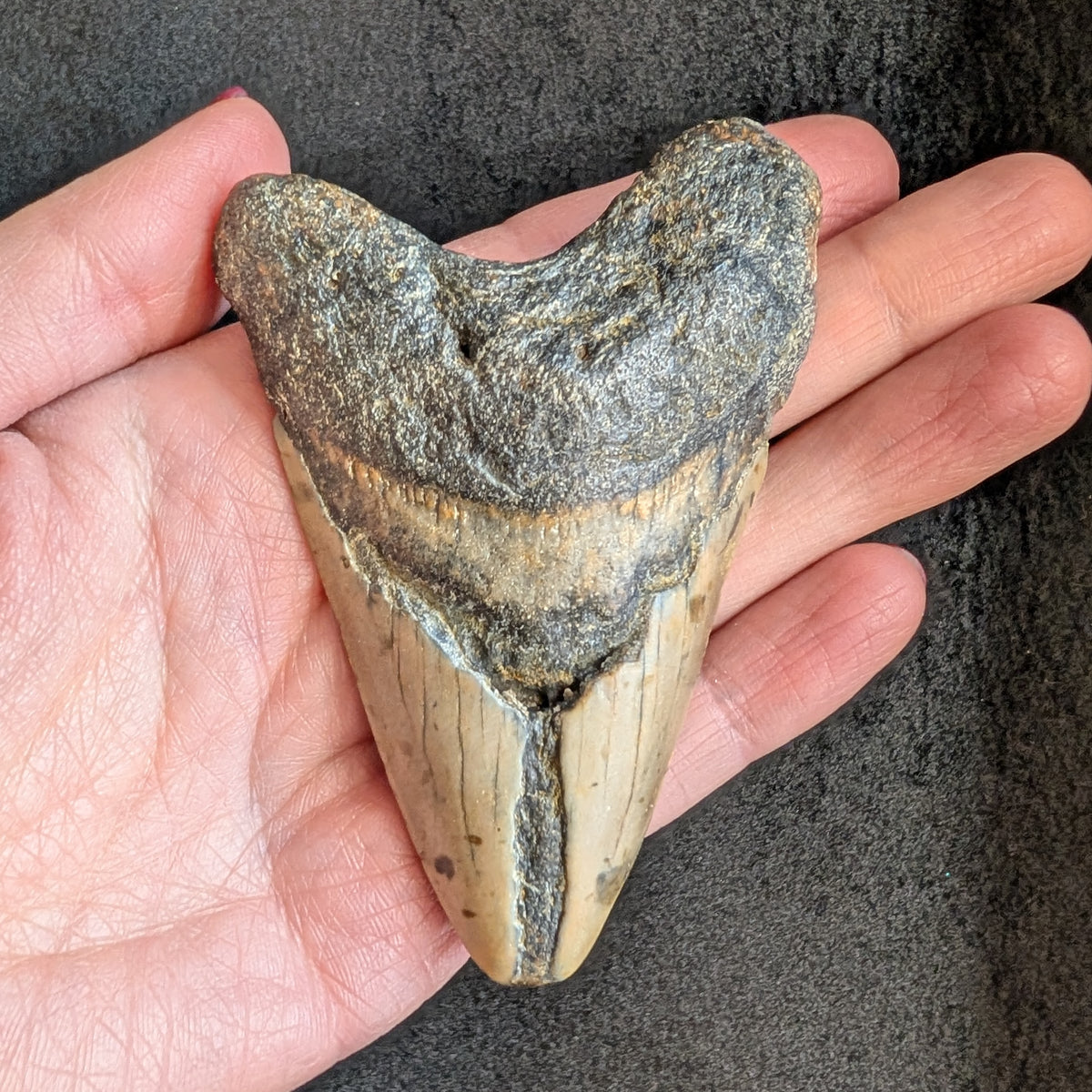 Megalodon Tooth 3" - 3.25"