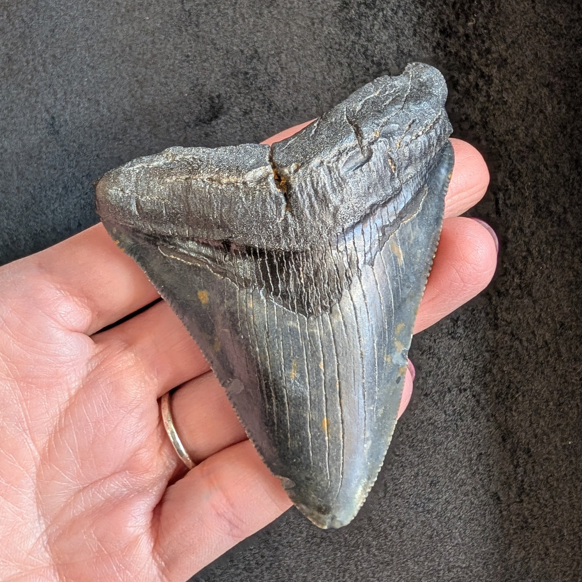 Megalodon Tooth 3" - 3.25"