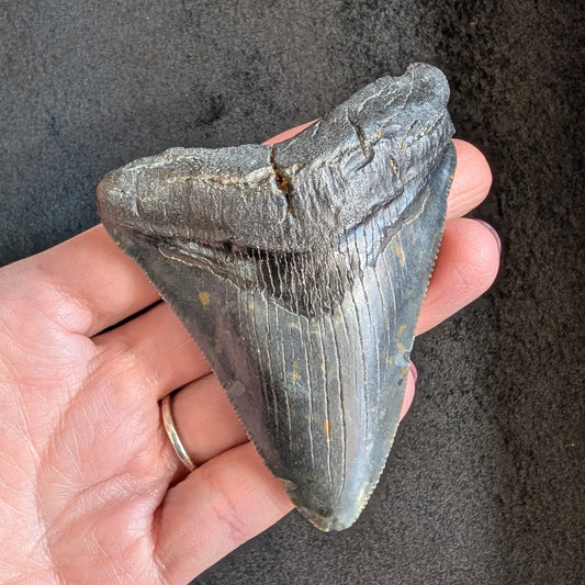 Megalodon Tooth 3" - 3.25"