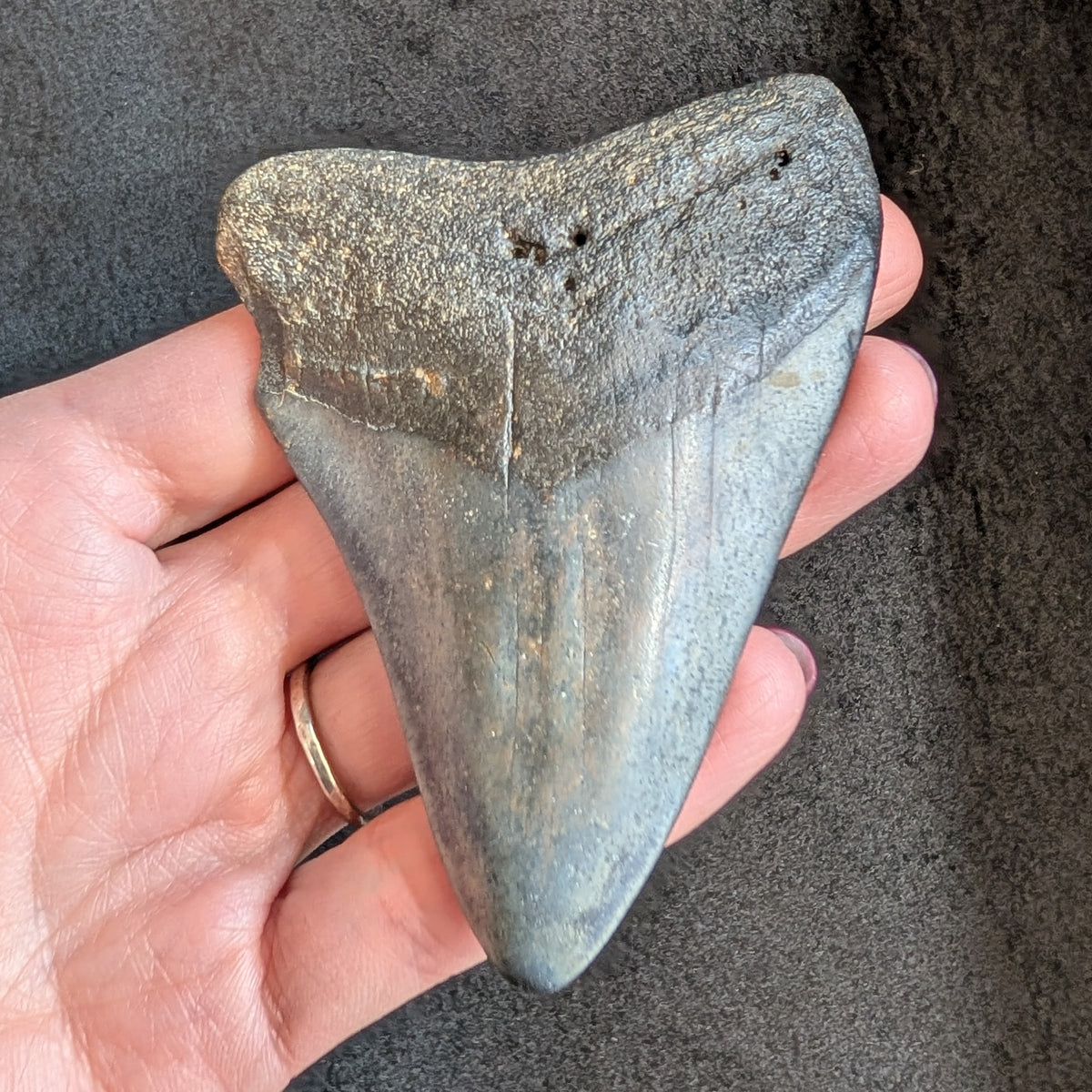 Megalodon Tooth 3" - 3.25"