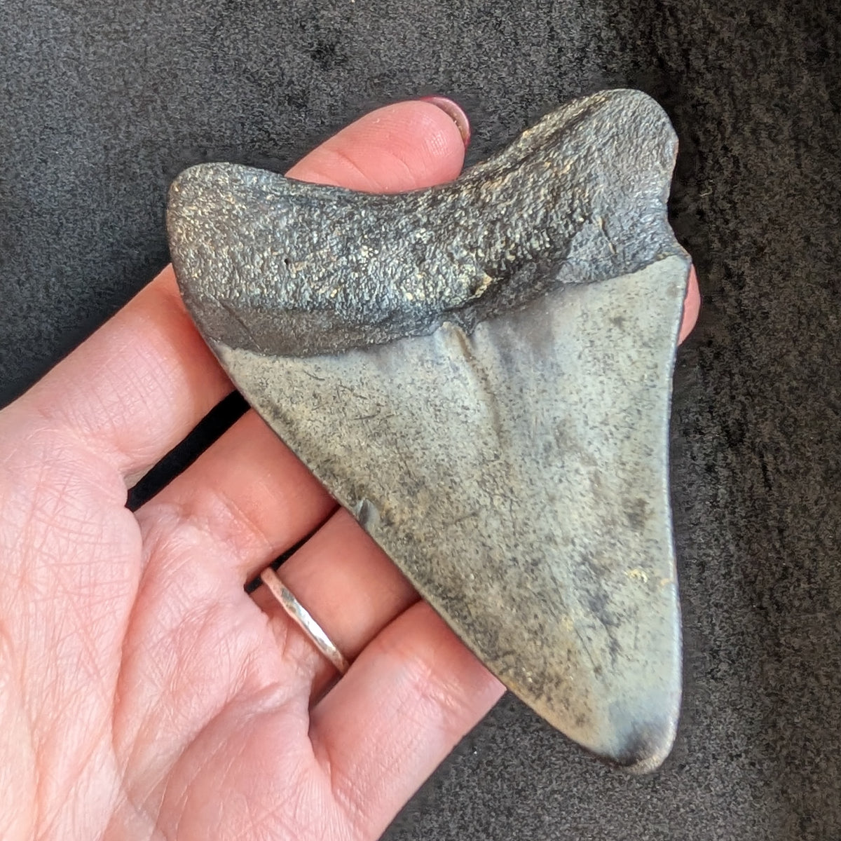 Megalodon Tooth 3" - 3.25"