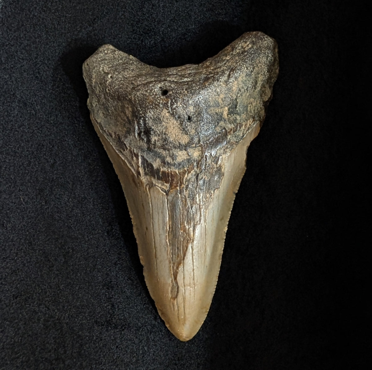 Megalodon Tooth 3.12",  lower jaw dagger