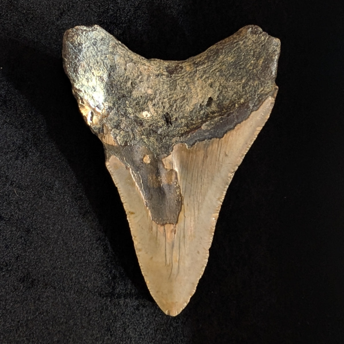 Megalodon Tooth 3.12",  lower jaw dagger