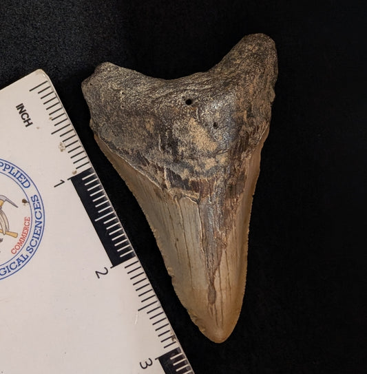 Megalodon Tooth 3.12",  lower jaw dagger