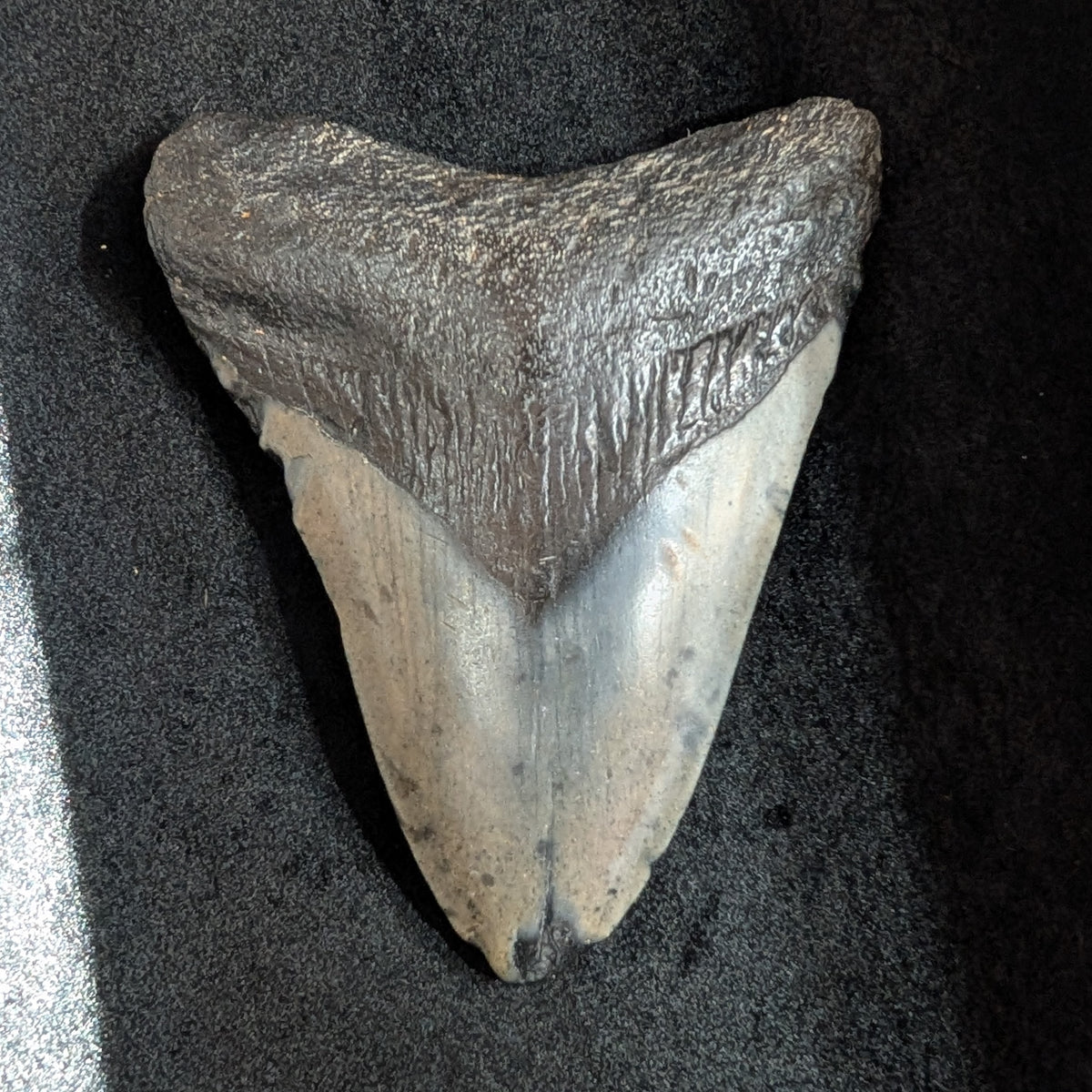 Megalodon Tooth 3.4"
