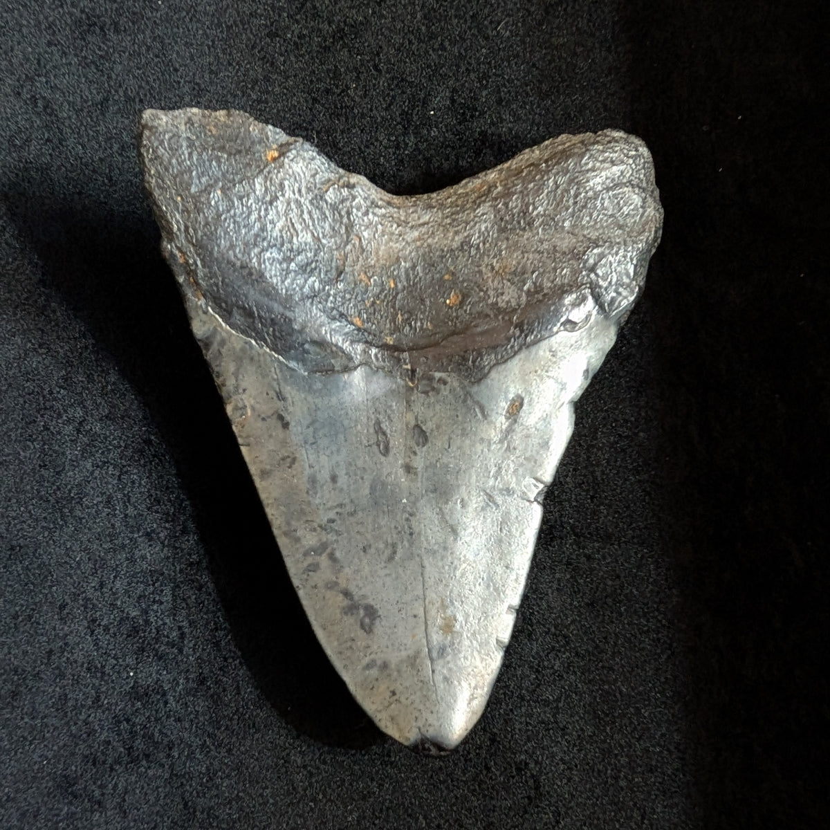 Megalodon Tooth 3.4"