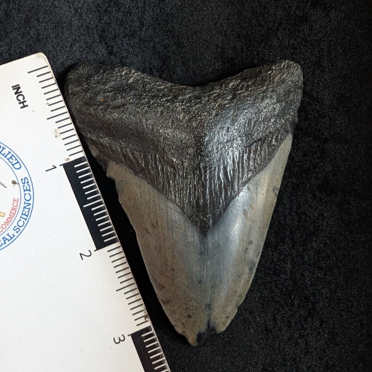 Megalodon Tooth 3.4"