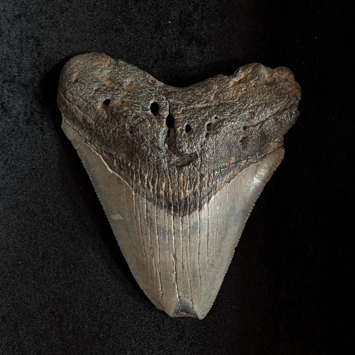 Megalodon Tooth 3.50" with feeding damage