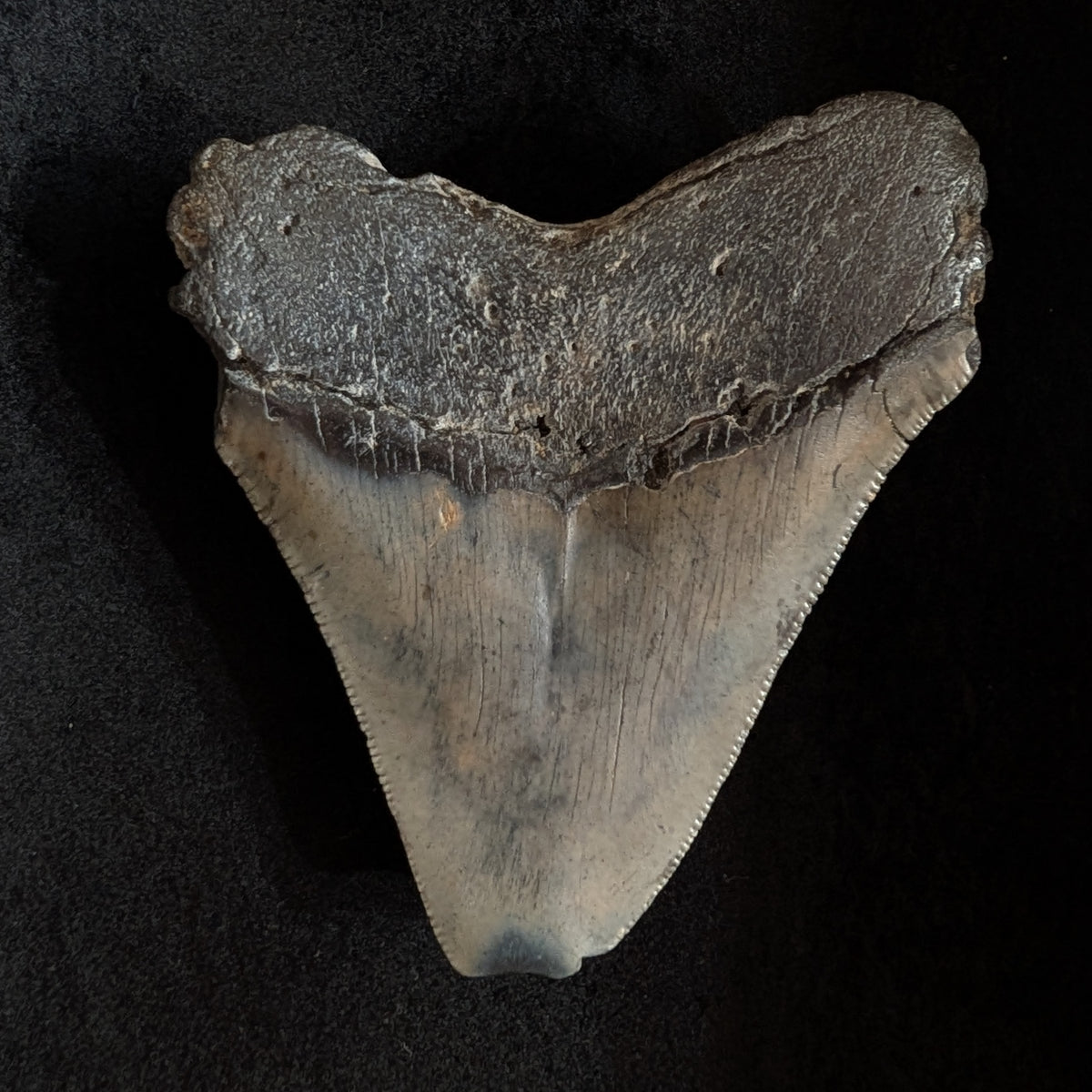 Megalodon Tooth 3.50" with feeding damage