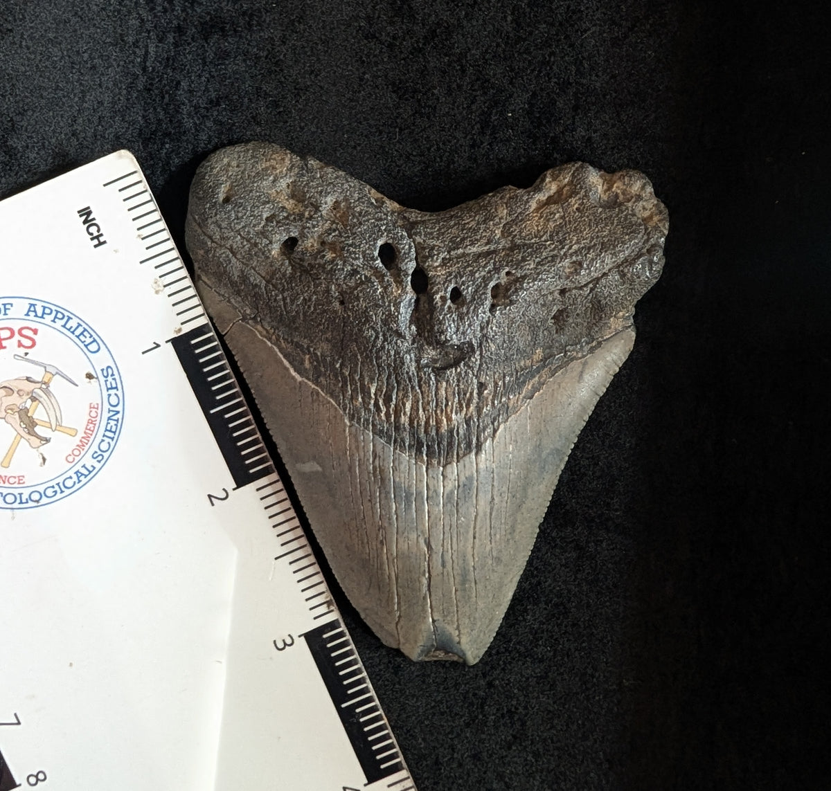 Megalodon Tooth 3.50" with feeding damage
