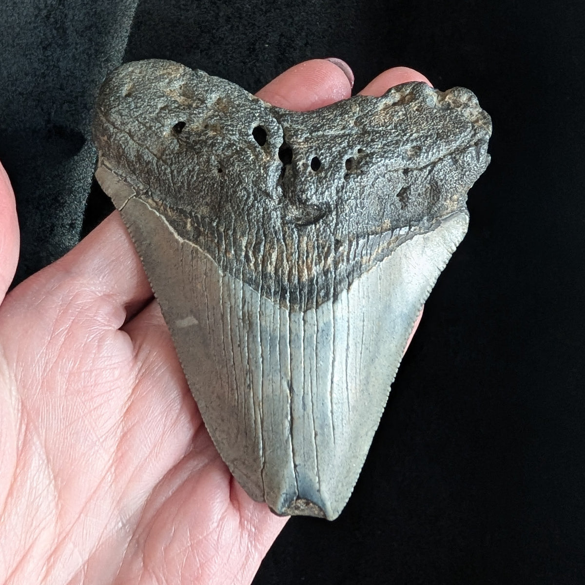 Megalodon Tooth 3.50" with feeding damage