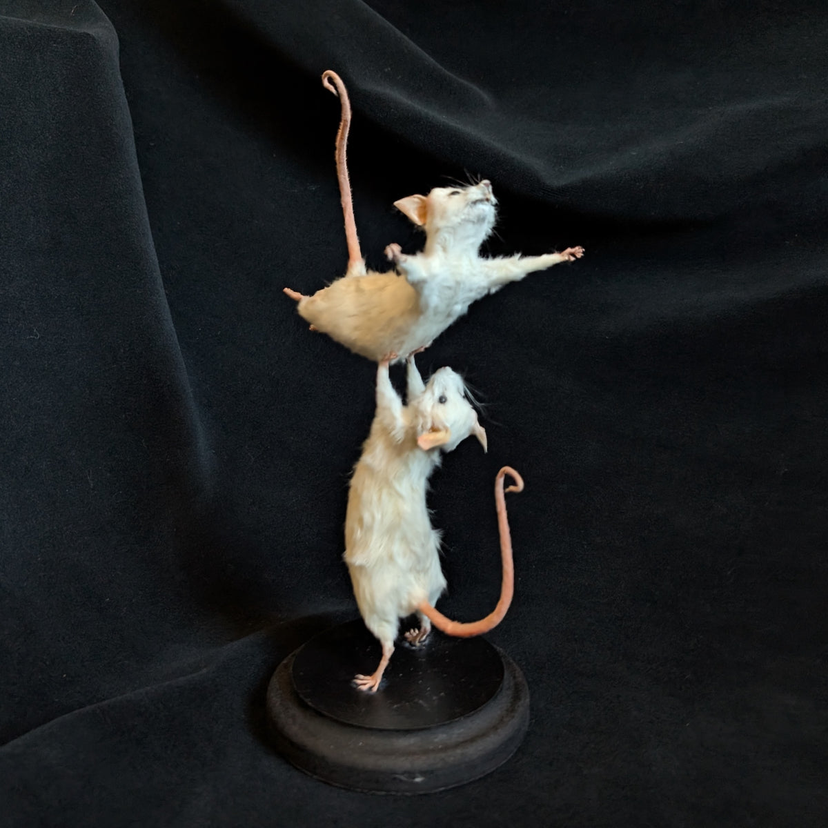 Dirty Dancing - Taxidermy Mice