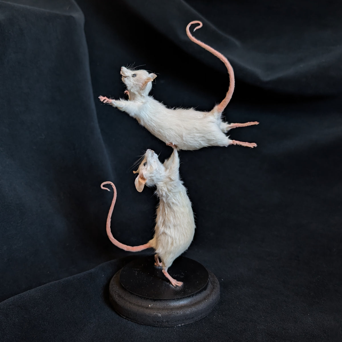 Dirty Dancing - Taxidermy Mice