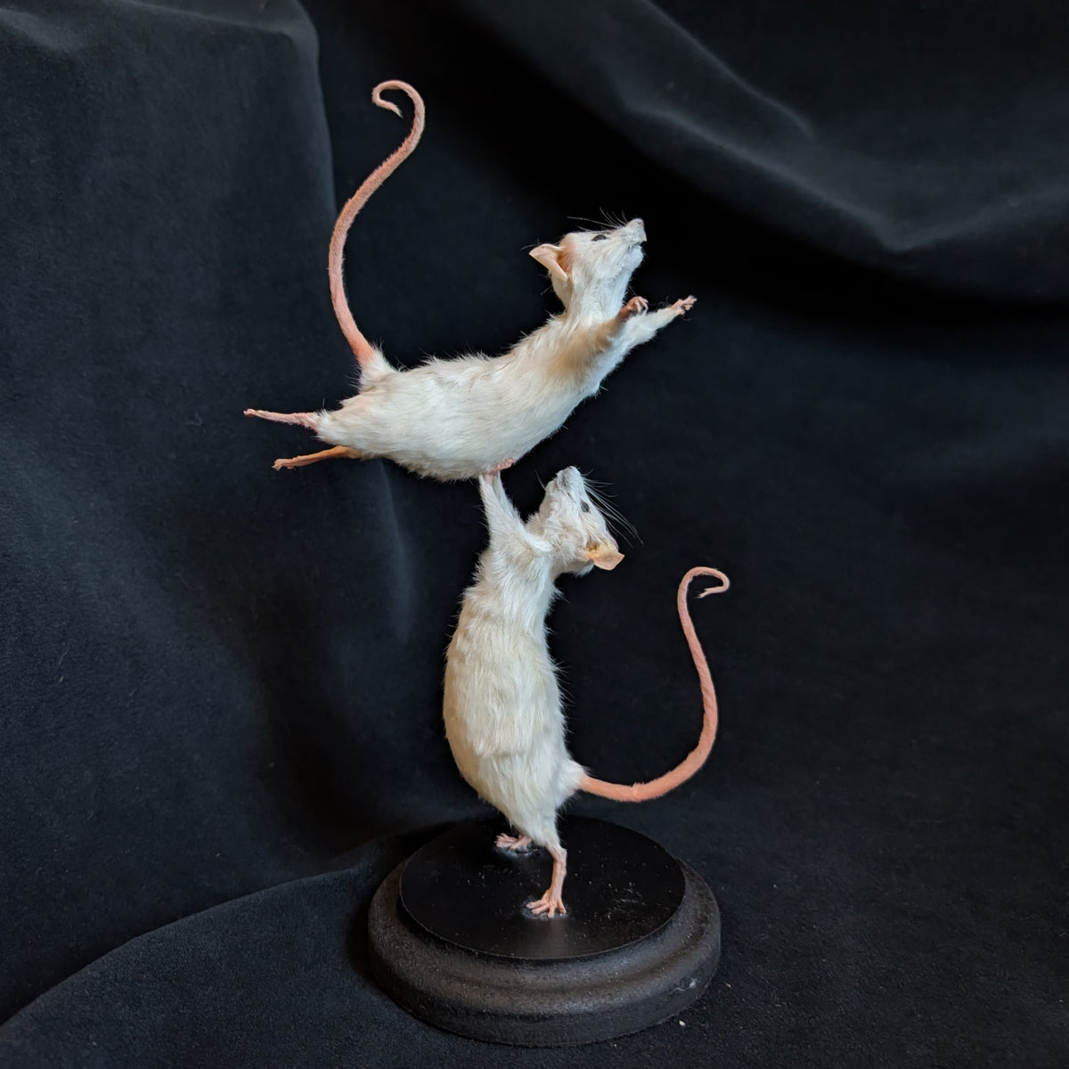 Dirty Dancing - Taxidermy Mice