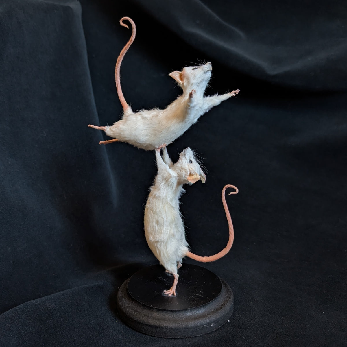 Dirty Dancing - Taxidermy Mice