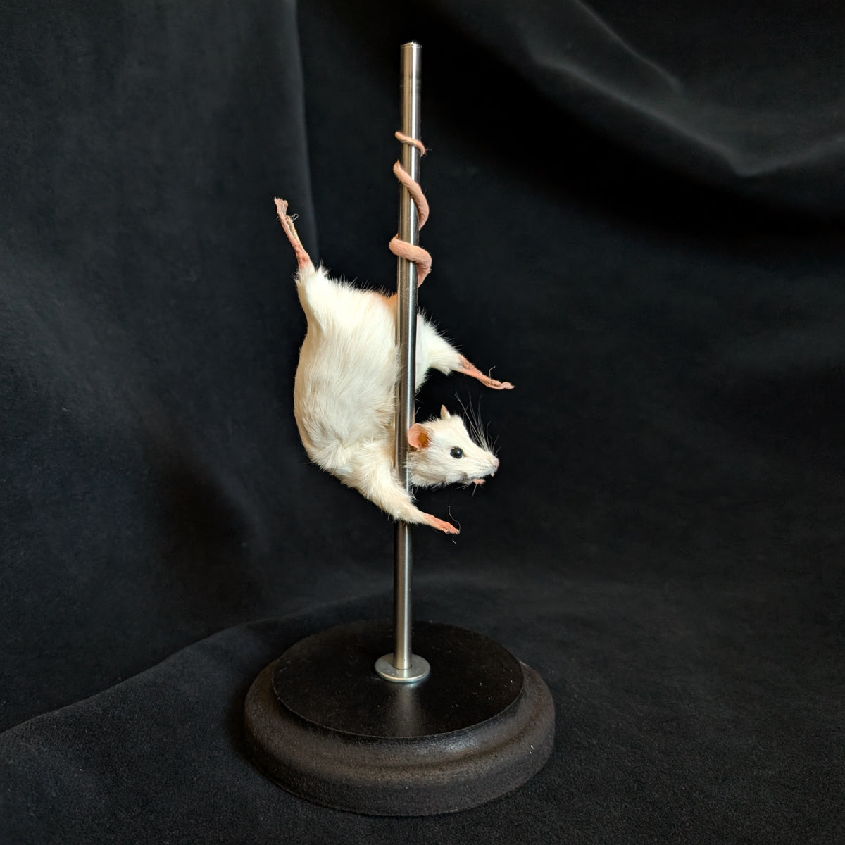 Pretty Lady - Taxidermy Mouse
