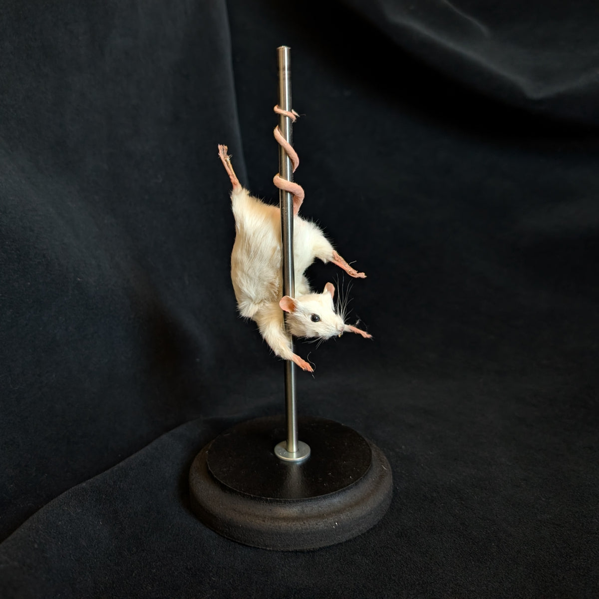 Pretty Lady - Taxidermy Mouse