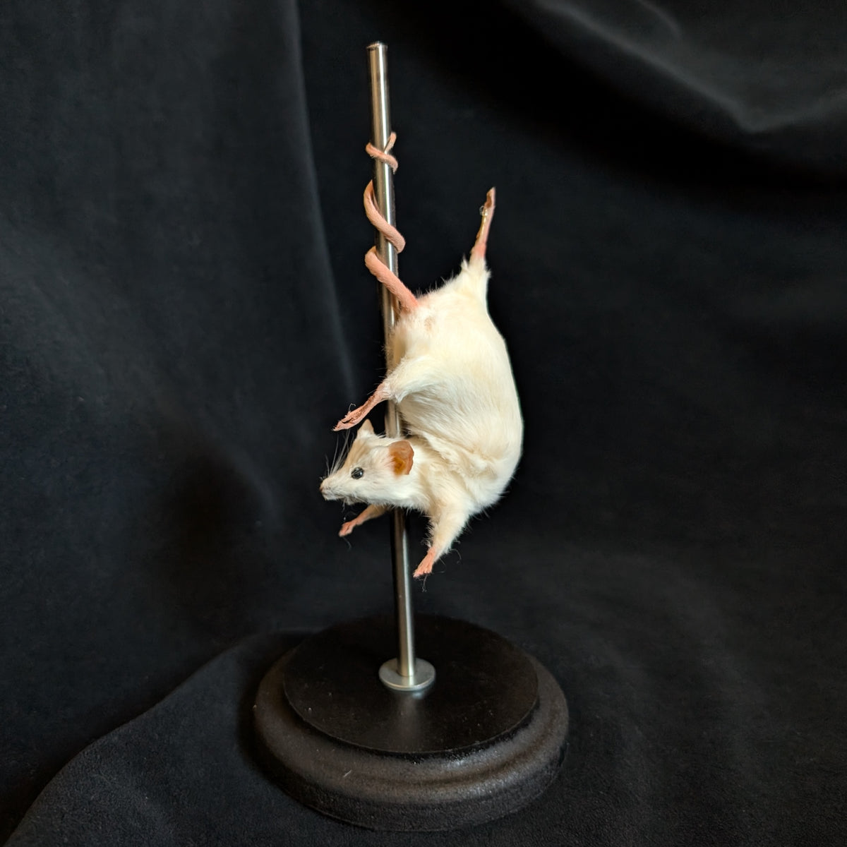 Pretty Lady - Taxidermy Mouse