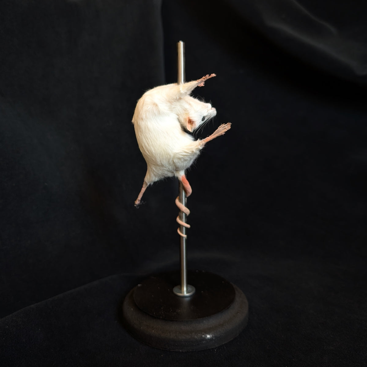 Trixie - Taxidermy Mouse
