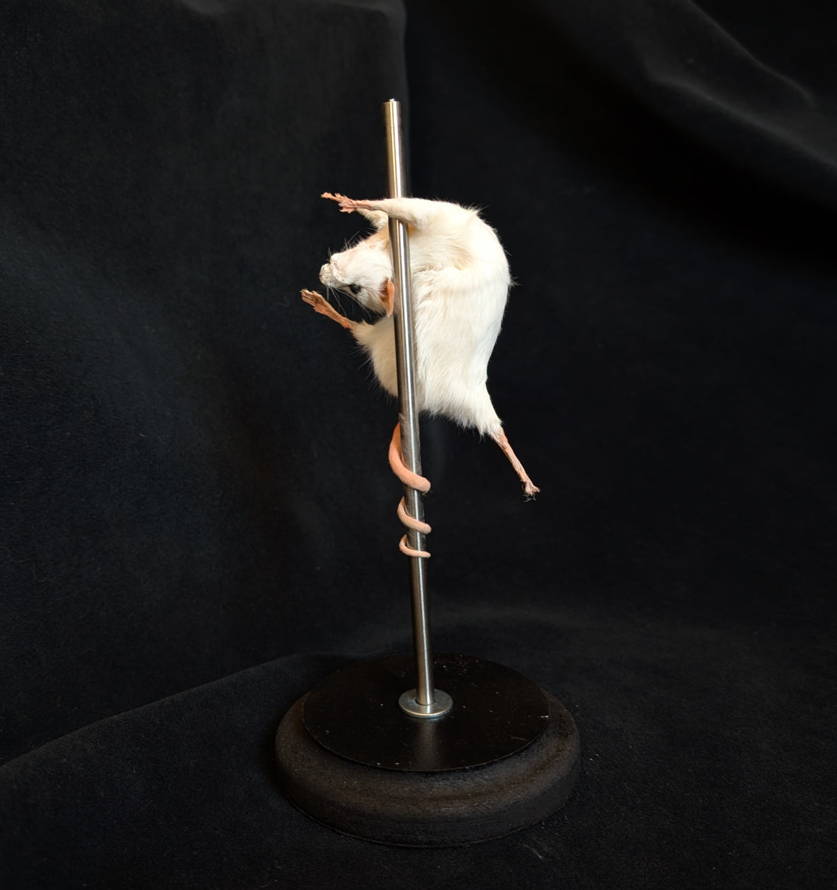 Trixie - Taxidermy Mouse