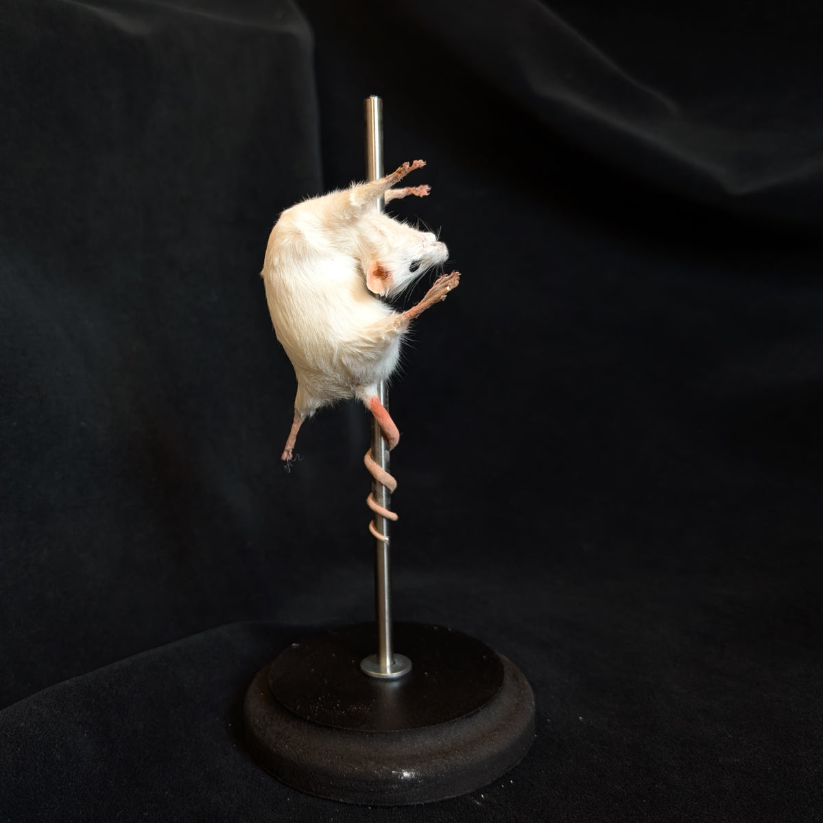Trixie - Taxidermy Mouse