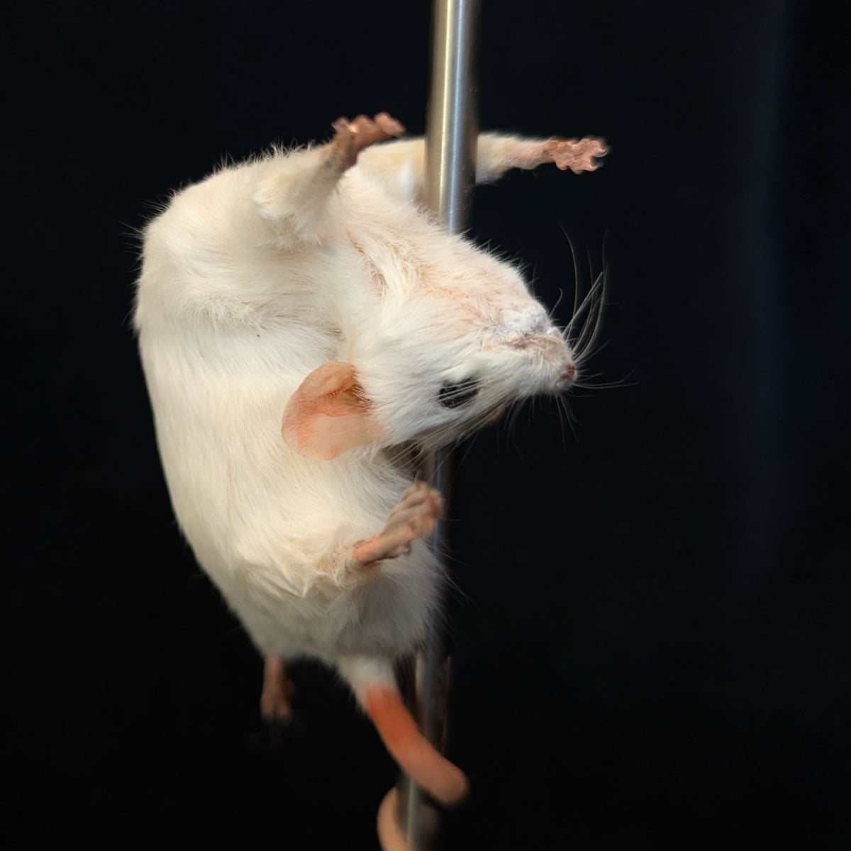 Trixie - Taxidermy Mouse