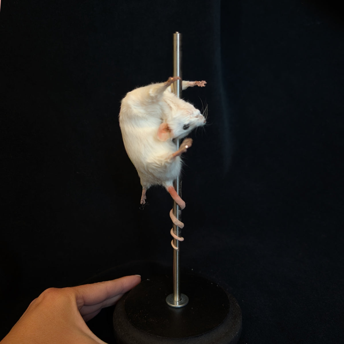 Trixie - Taxidermy Mouse