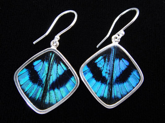 Real Butterfly Wing Earrings: "Blue Flash"