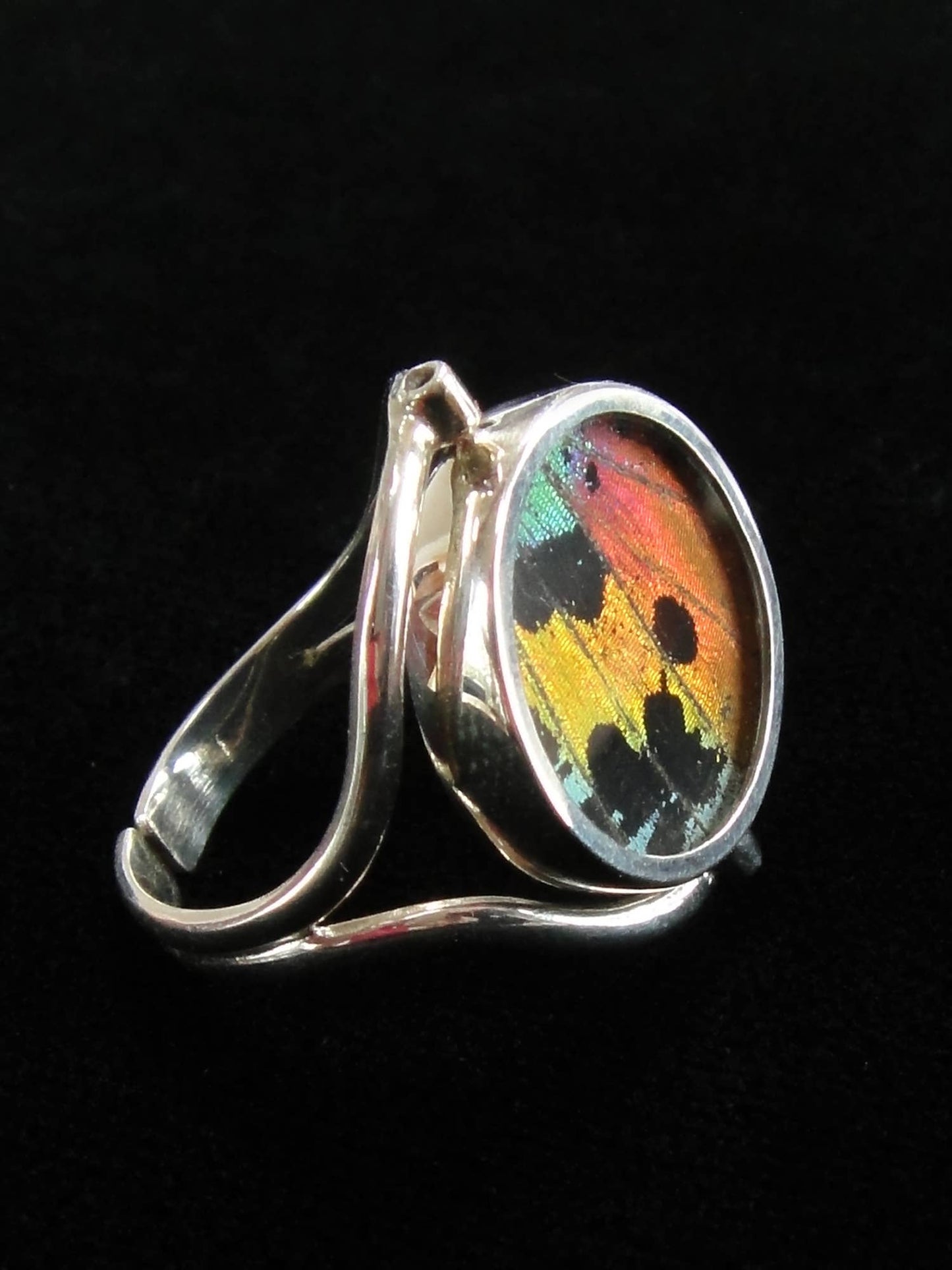 Real Butterfly Wing Ring, Reversible