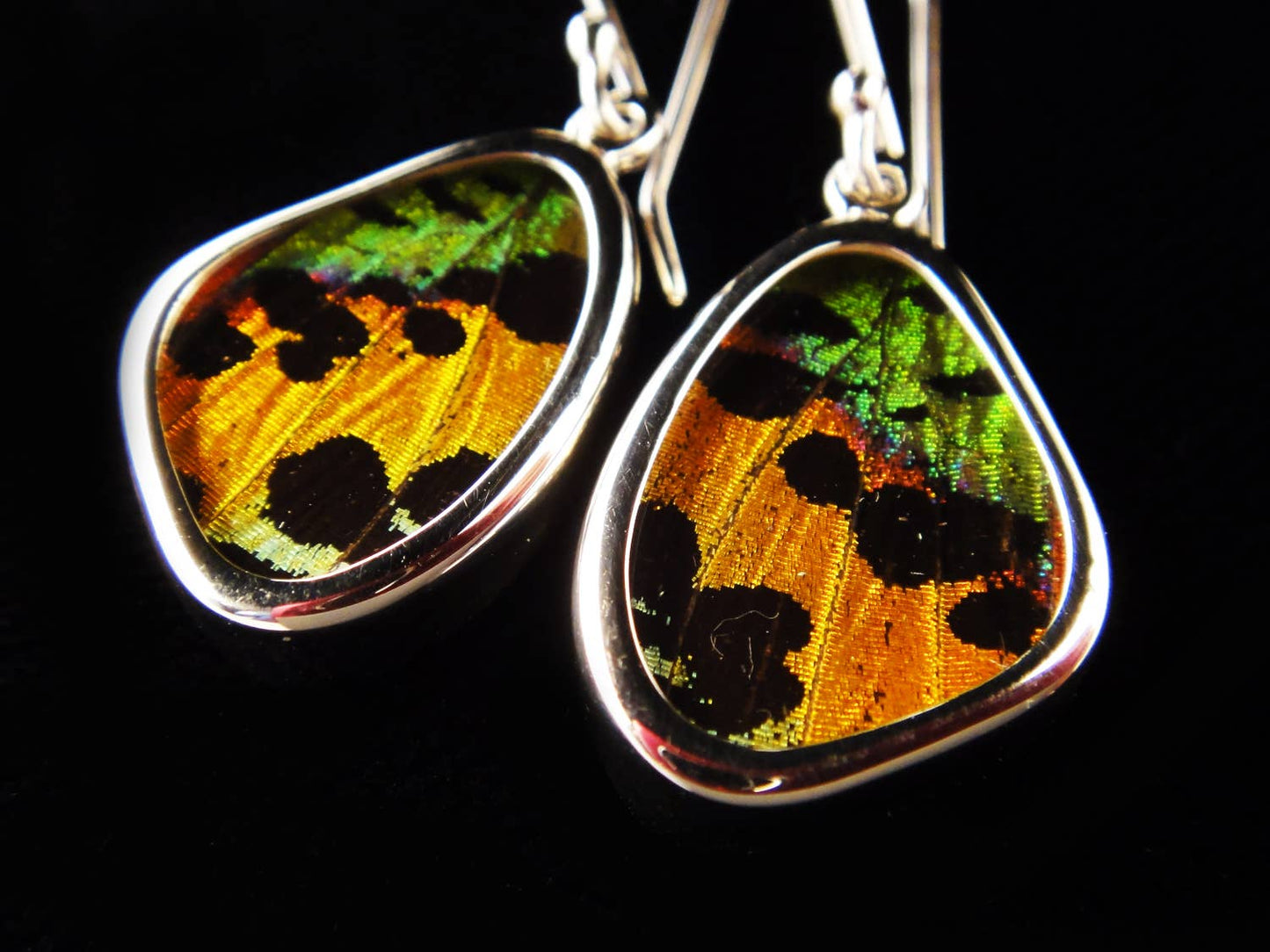 Real Butterfly Wing Earrings: Sunset Moth, XS