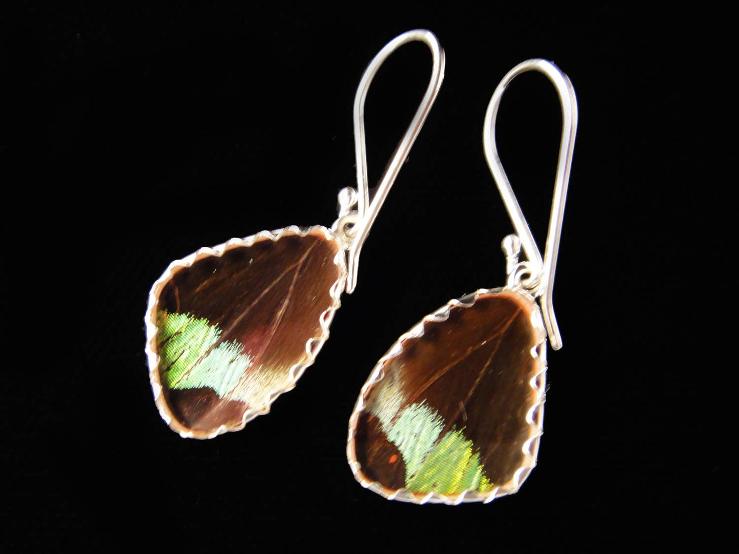 Real Butterfly Wing Earrings: Sunset Moth, XS