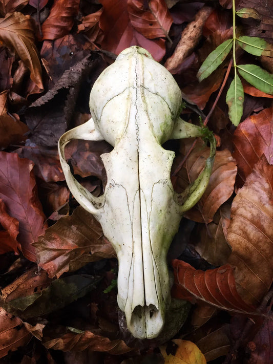 Bone Cleaning & Prep Workshop - RESCHEDULED