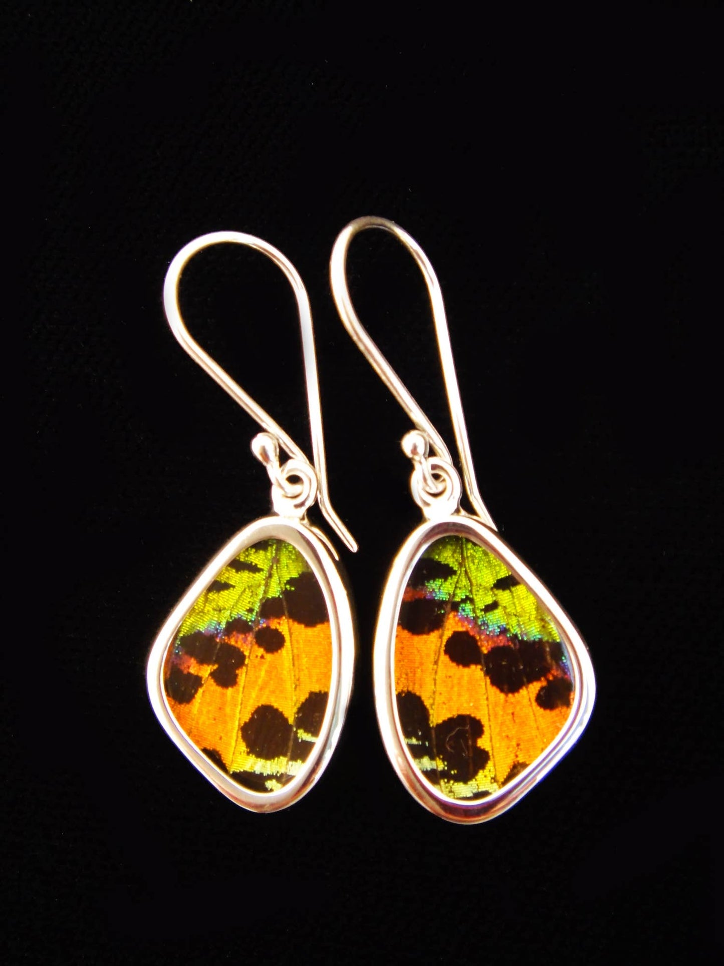 Real Butterfly Wing Earrings: Sunset Moth, XS