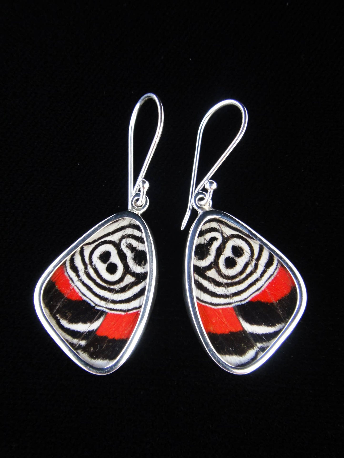 Real Butterfly Wing Earrings: "88" Butterfly
