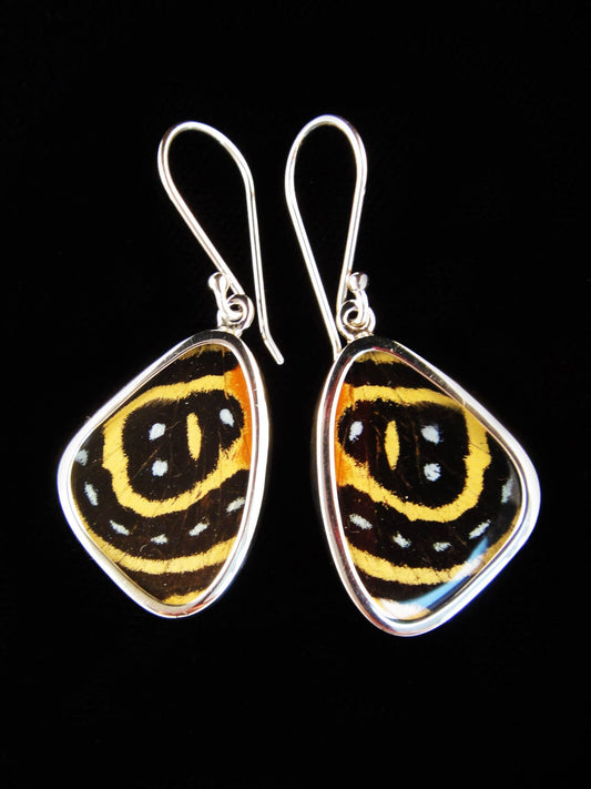 Real Butterfly Wing Earrings: "Speckled Numberwing"