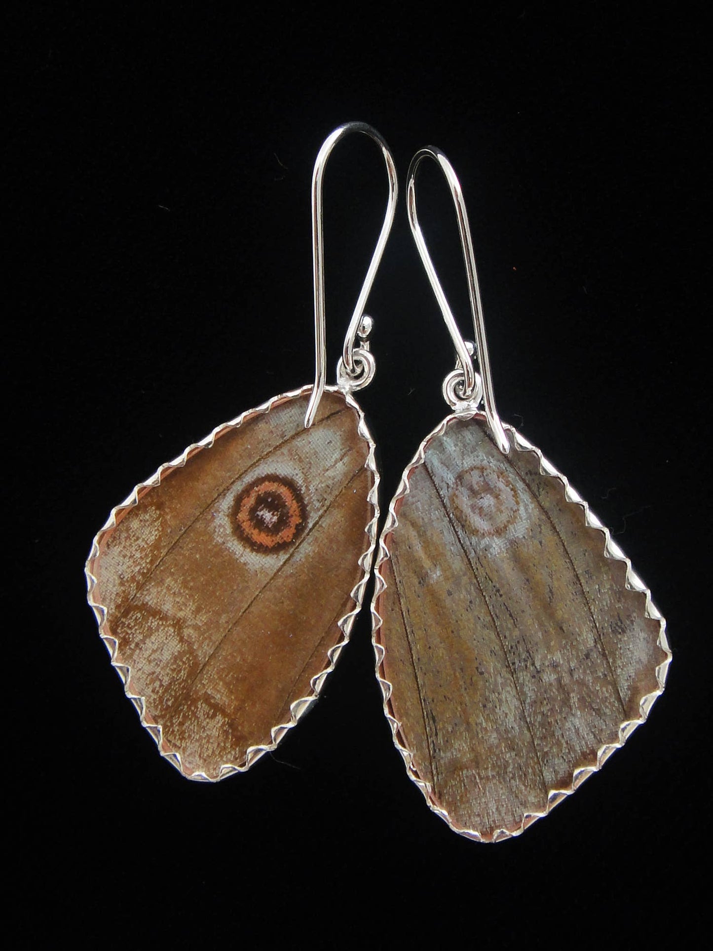 Real Butterfly Wing Earrings: Blue Morpho, Medium