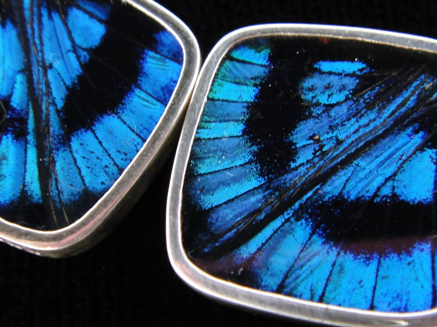 Real Butterfly Wing Earrings: "Blue Flash"
