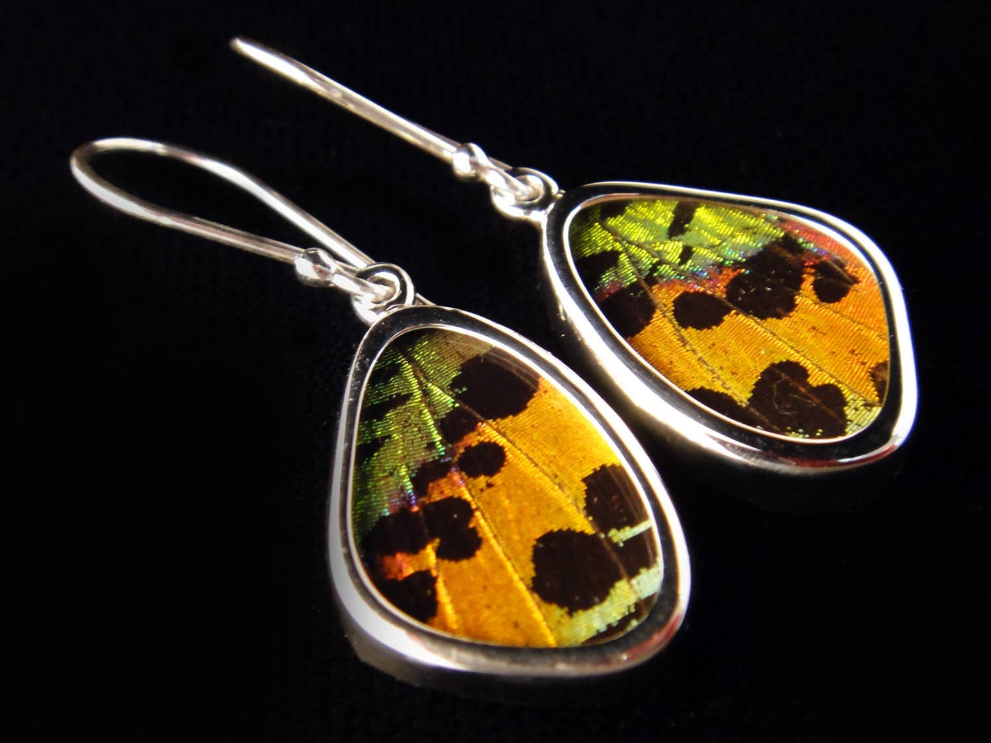 Real Butterfly Wing Earrings: Sunset Moth, XS
